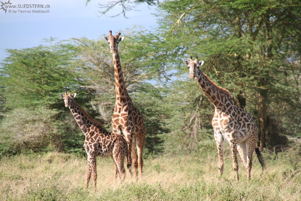 IMG 7857-Kenya, giraffe family in Kimana Reserve